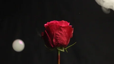 Red rose bud on a black blurred background. air bubbles fall on a flower. bubble Stock Footage 106069714