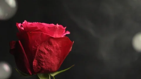 Red rose bud on a black blurred background. white smoke from a hookah envelops Stock Footage 106070055