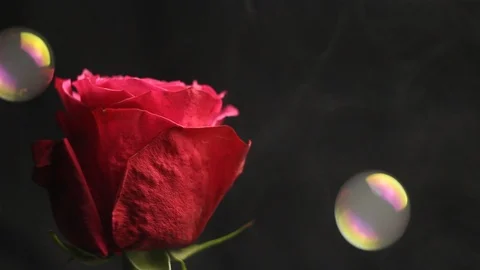 Red rose bud on a black blurred background. white smoke close-up. bubble Stock Footage 106070127