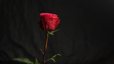 Red rose bud on a black blurred background. white smoke from a hookah envelops Stock Footage 106070522