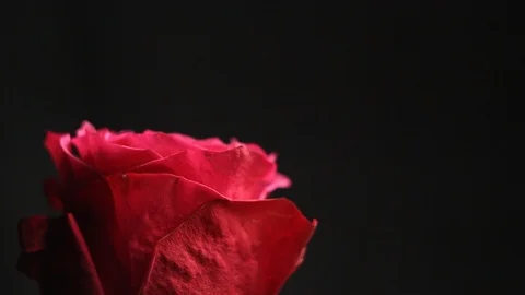 Red rose bud on a black blurred background. white smoke from a hookah envelops Stock Footage 106070653