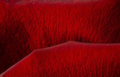 Red rose bud close-up. Soft focus Stock Photos