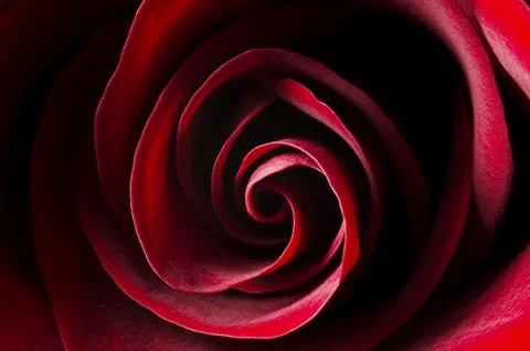 Red rose bud close-up. Soft focus Stock Photos