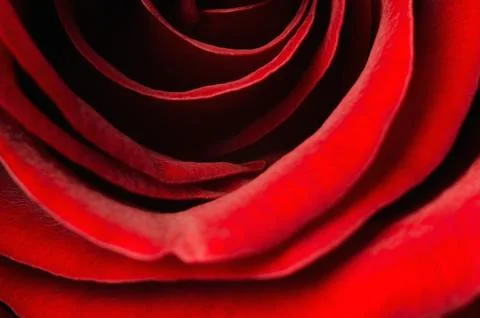 Red rose bud close-up. Soft focus Stock Photos