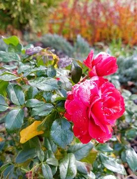 Red rose bud in the cold Stock Photos