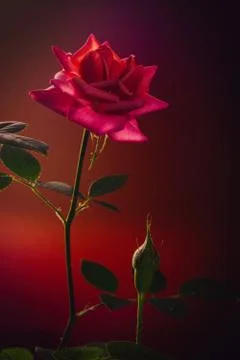Red rose with a Bud on a colored background Stock Photos