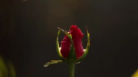 Red Rose Bud in Dramatic Light on Dark Background Stock Footage 325715885