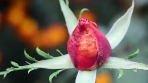 Red rose bud Vídeo Stock 141276081