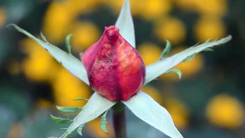 Red rose bud Vídeo Stock 141276318