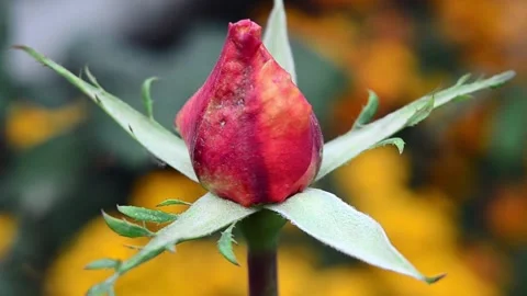 Red rose bud Vídeo Stock 141276350