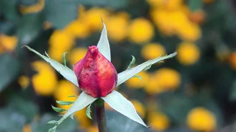 Red rose bud 스톡 동영상 141276537