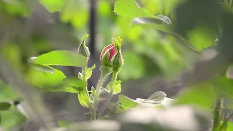 Red rose bud in the garden. Stock-Footage 155035666