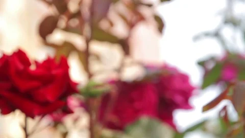 Red rose with bud growing in a flower bed / Tracking shot Stock Footage 76949129