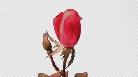 A red rose bud opens, time lapse in alpha channel, 4K. Stock Footage 196925550