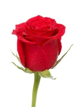 Red rose bud Stock Photos