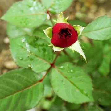 Red rose bud Stock Photos