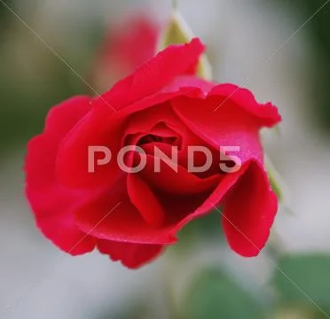 Red rose bud Stock Photos