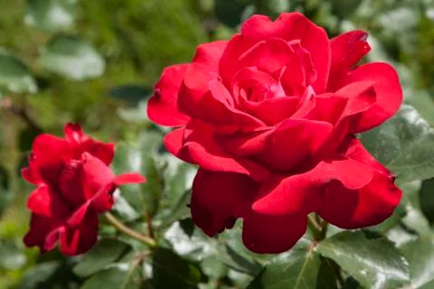Red rose bud Stock Photos