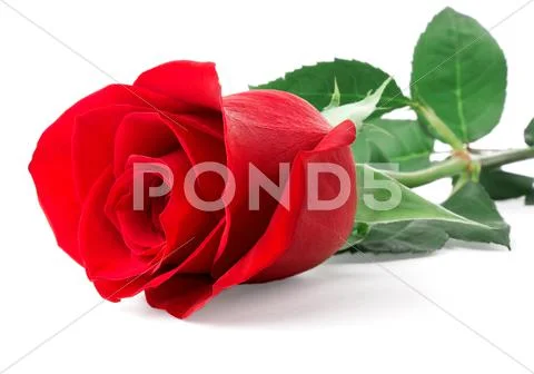 Red rose bud Stock Photos