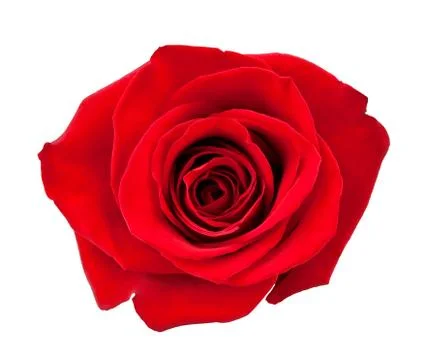 Red rose bud Stock Photos