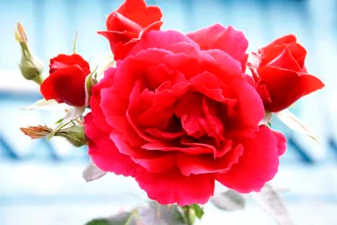 Red rose bud. Stock Photos