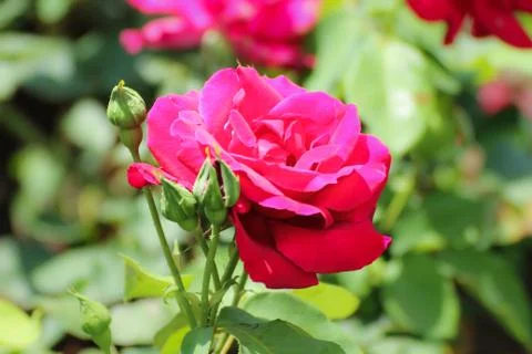 Red rose bud. Stock Photos