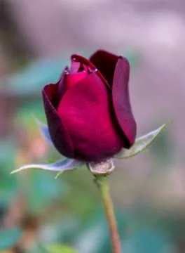 Red Rose Bud Stock Photos