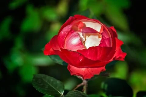 Red rose bud. Stock Photos
