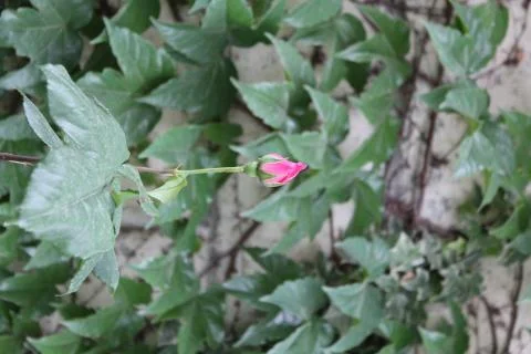 A red rose bud Stock Photos