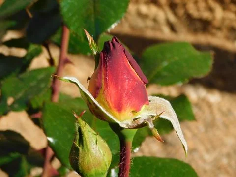Red Rose bud Stock Photos
