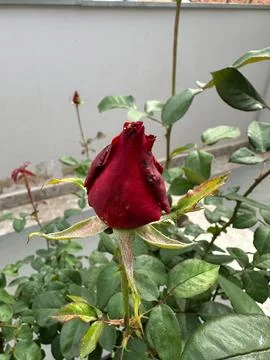 Red Rose in Bud Stock Photos
