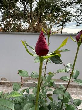 Red Rose in Bud Stock Photos