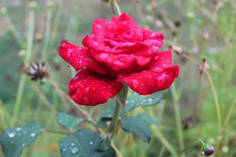 Red rose bud with raindrops on petals growing in the garden Stock Photos
