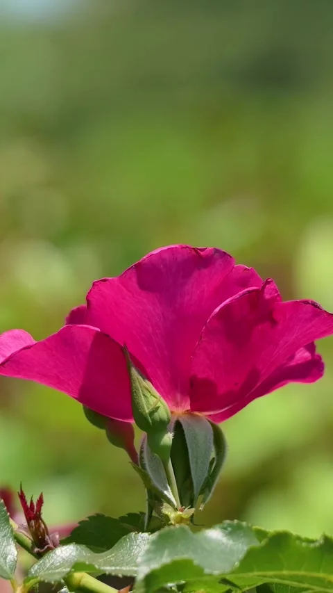 Red rose bud swaying gently in the breeze outdoors Видео 336352868