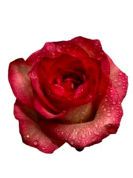 Red rose bud with water droplets on white isolated background Foto stock