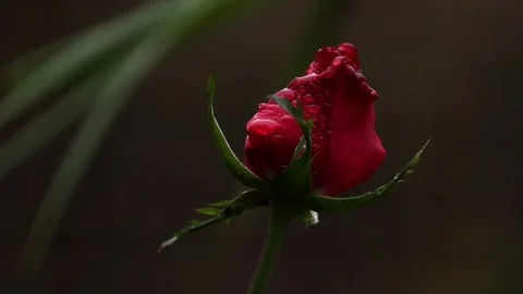 Red Rose Bud with Water Drops in Dark Cinematic Background Video stock 325835685