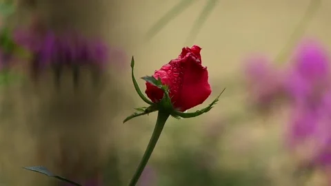Red Rose Bud with Water Drops in Soft Natural Background Stock Footage 325835696