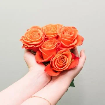 Red rose buds close up. Five colorful flowers in the hands of a young girl. T Stock Photos