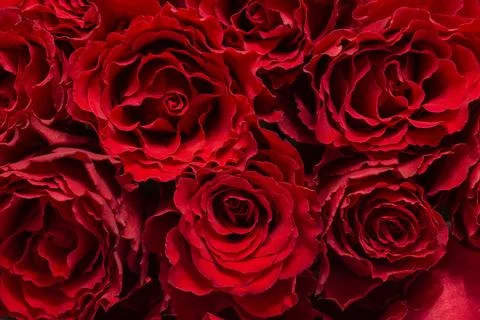 Red rose buds close-up Stock Photos