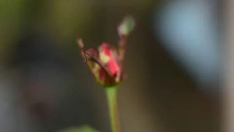 Red rose buds Video stock 243178501