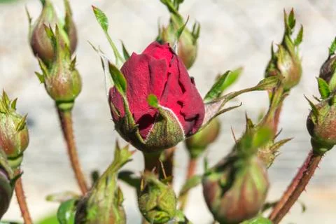 Red rose buds Stock Photos