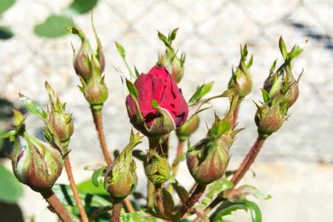 Red rose buds Stock Photos