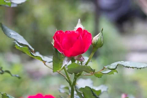 Red rose buds 스톡 사진