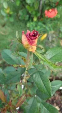Red rose buds 库存照片