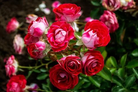 Red rose buds. Stock Photos
