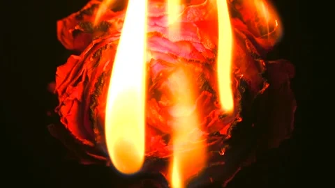 Red rose burning in flames on black background Video stock 310521866