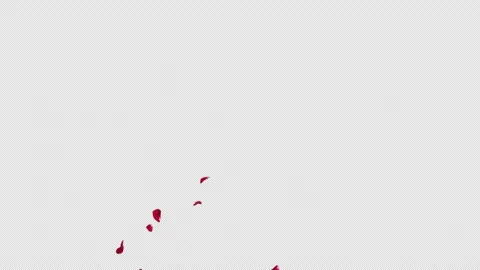 Red Rose Burst 4 Pack on Alpha Channel Stock Footage 211345223