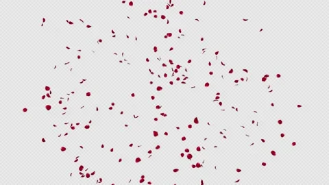 Red Rose Burst Stock Footage 170864447