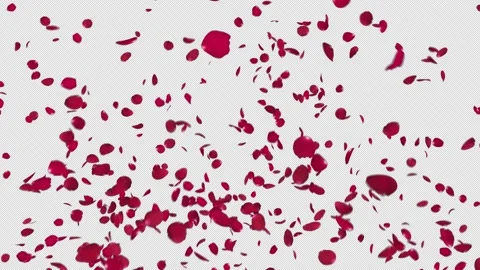 Red Rose Burst Stock Footage 228576867