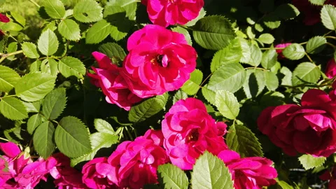 Red rose bush with a bumblebee crawling out of one rose blossom to fly away Stock Footage 155707227